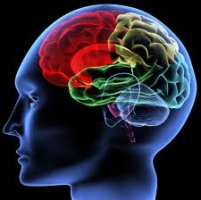 The Human Brain